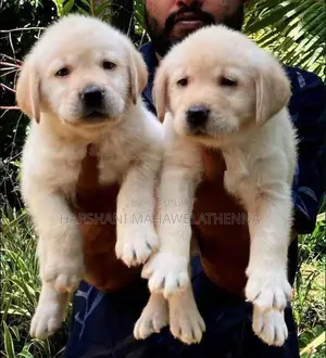 For Labrador Lovers