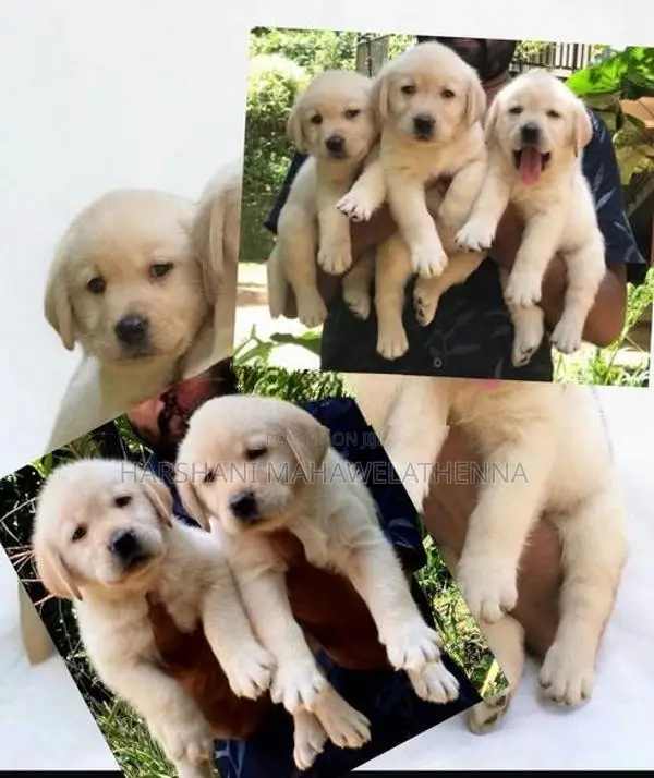 For Labrador Lovers