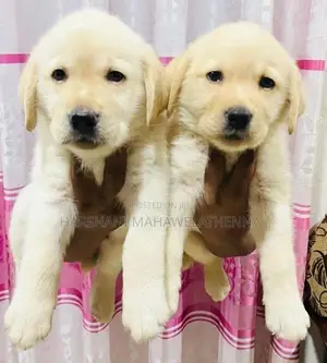 For Labrador Lovers