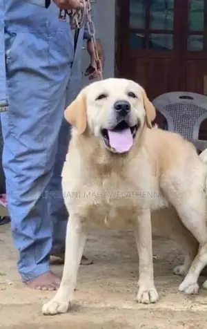 For Labrador Lovers