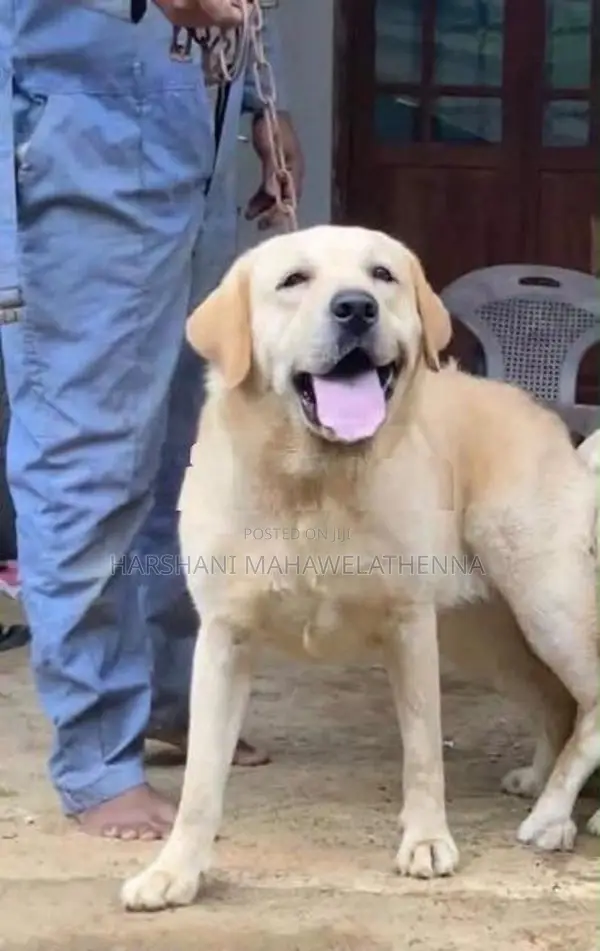 For Labrador Lovers