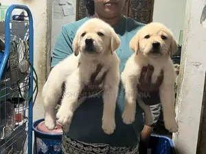 For Labrador Lovers