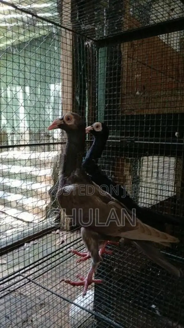English Carrier Pigeon - Bird