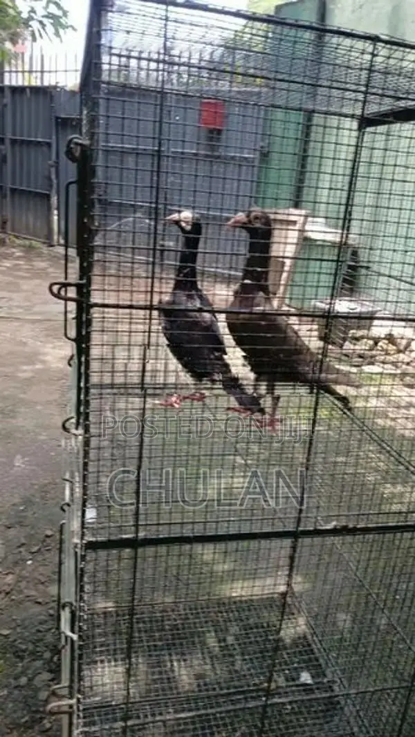 English Carrier Pigeon - Bird