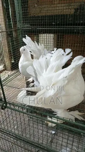 Indian Fantail Pigeon - Bird