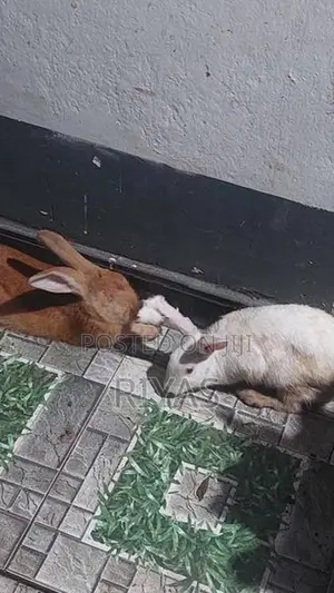 4 Rabbit