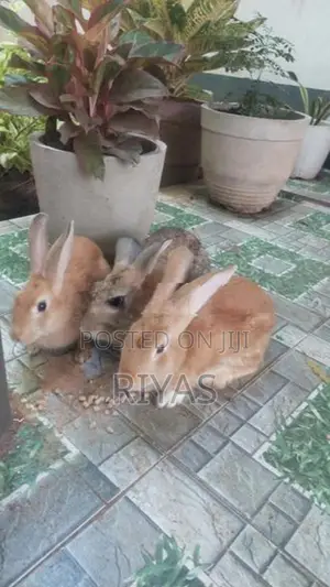 4 Rabbit