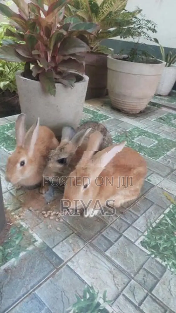 4 Rabbit