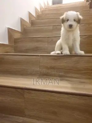 Tibetan Terrier