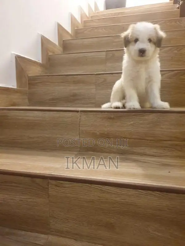 Tibetan Terrier