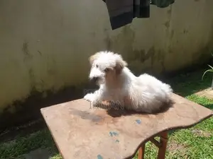 Tibetan Terrier