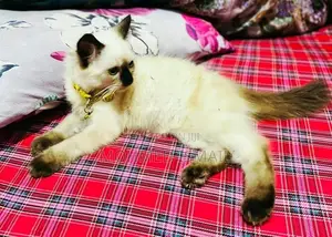 Himalayan Cat