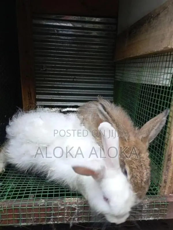 Angora Rabbit