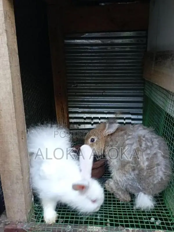 Angora Rabbit