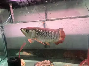 RTG Arowana