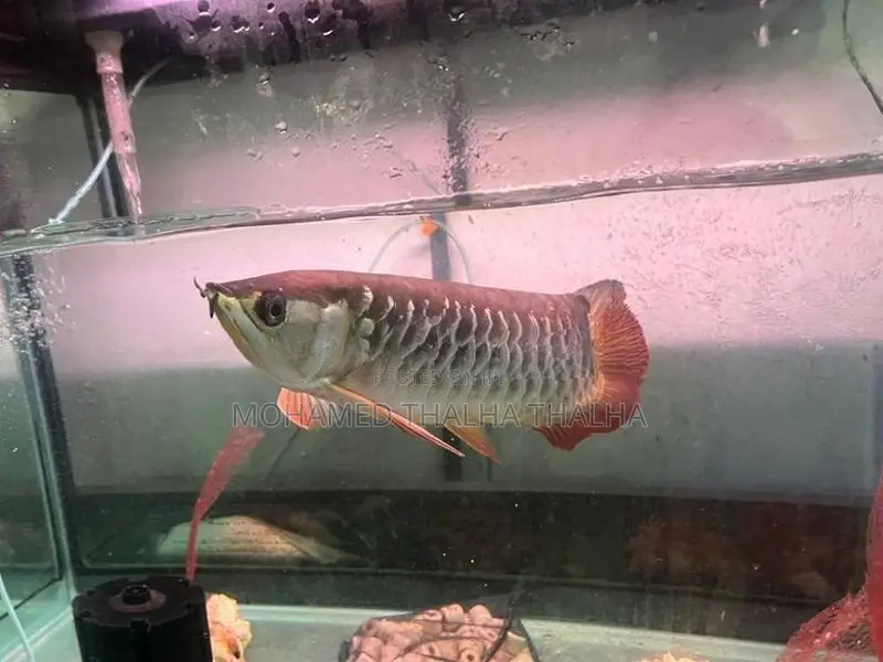RTG Arowana