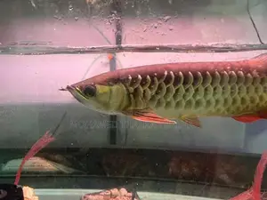 RTG Arowana