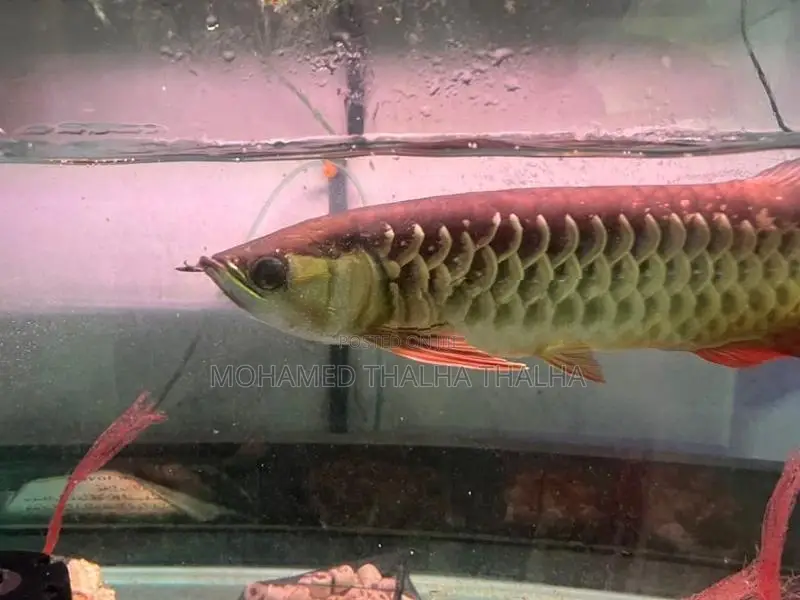 RTG Arowana