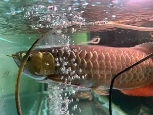 RTG Arowana