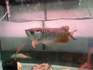 RTG Arowana