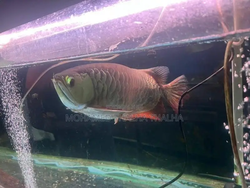 RTG Arowana