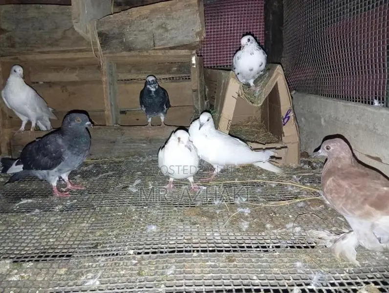 Pigeon