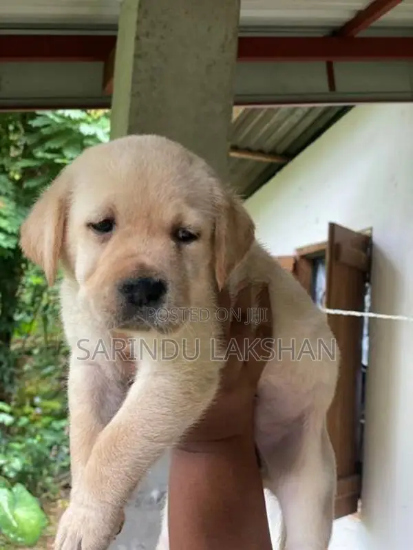 Labrador Puppies