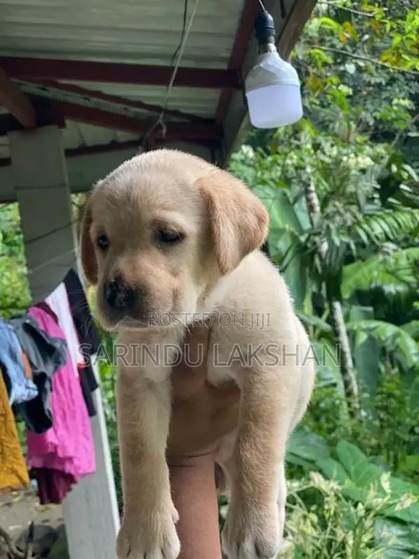 Labrador Puppies