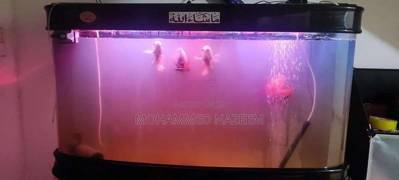 Fish Tank