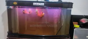 Fish Tank
