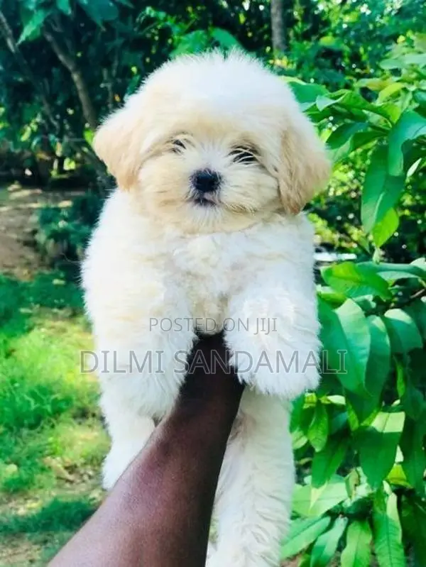 Shitzu (Orginal)
