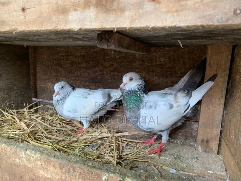 Pigeons