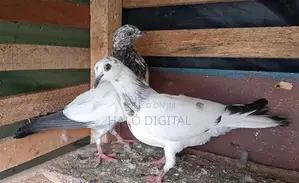 Pigeons