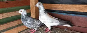 Pigeons