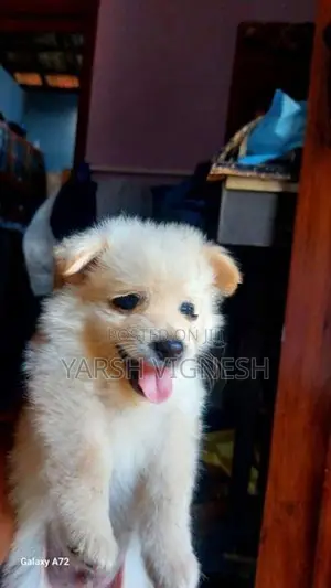 Lion Pomeranian Puppies