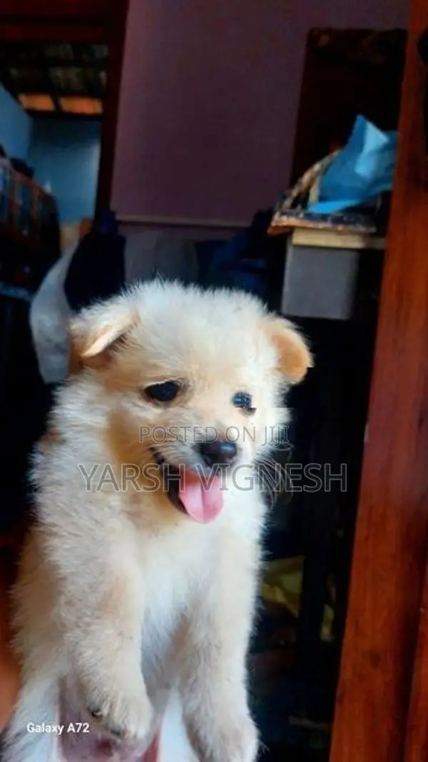 Lion Pomeranian Puppies