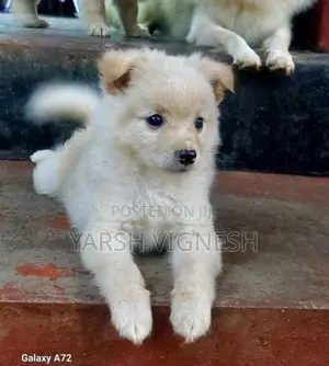 Lion Pomeranian Puppies