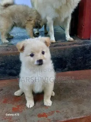 Lion Pomeranian Puppies