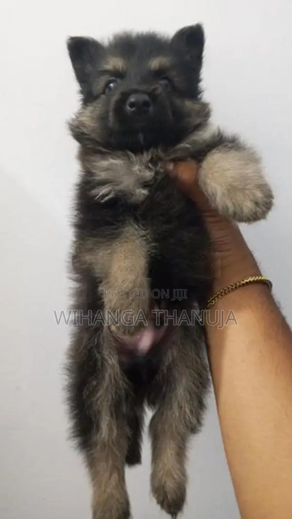 German Shepherd Long Coat