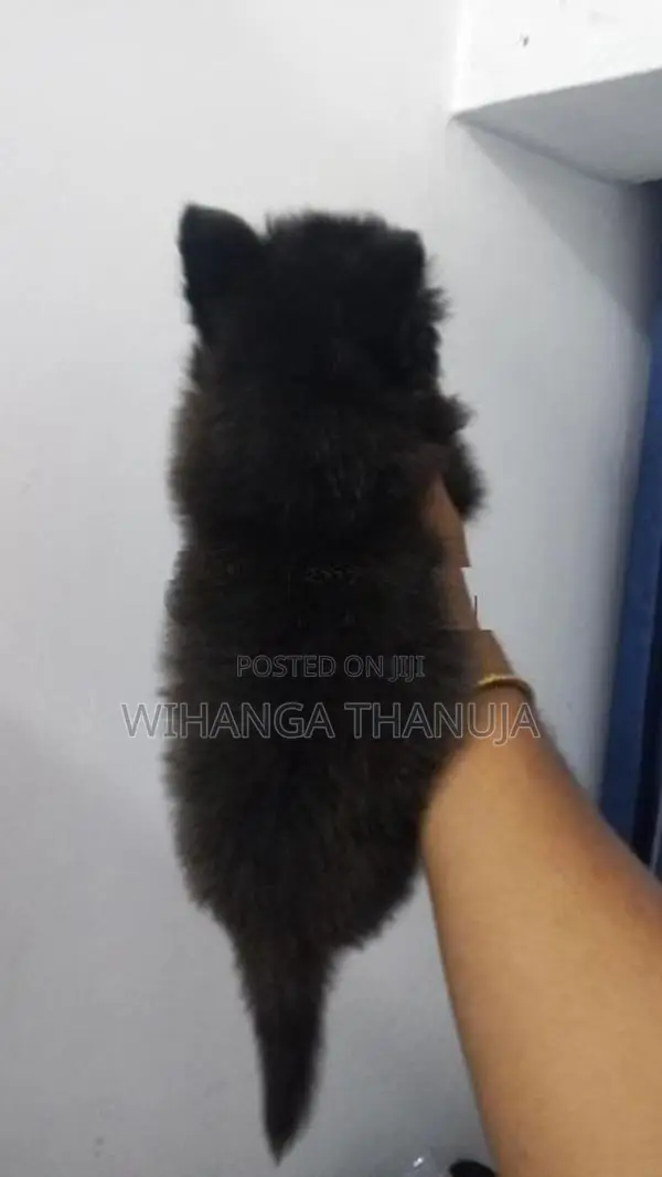 German Shepherd Long Coat