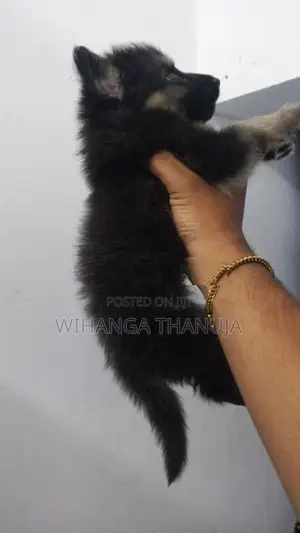 German Shepherd Long Coat