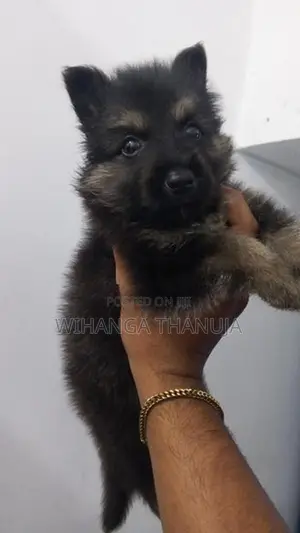 German Shepherd Long Coat