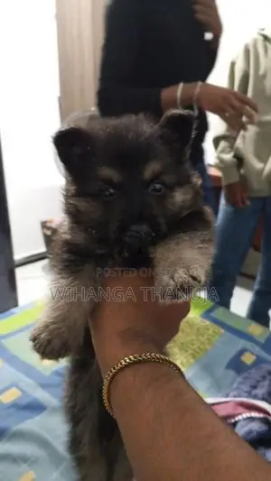 German Shepherd Long Coat