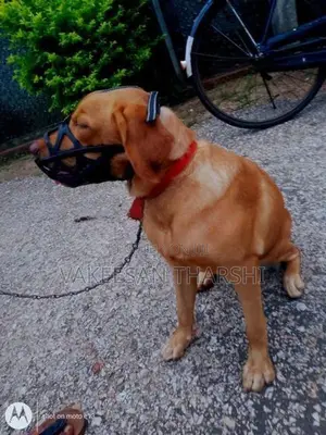 Labrador Dog