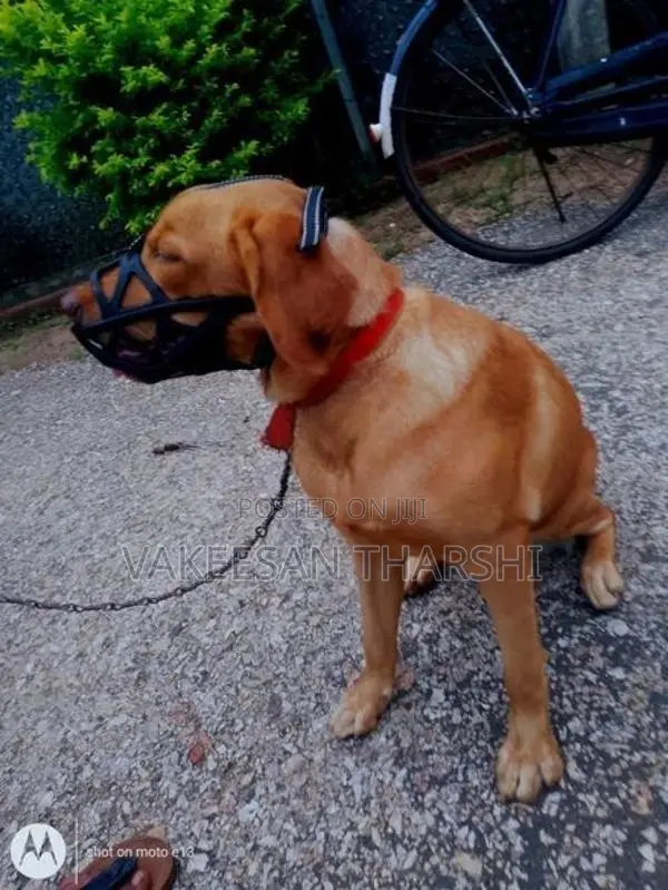 Labrador Dog