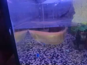 Lucky Fish