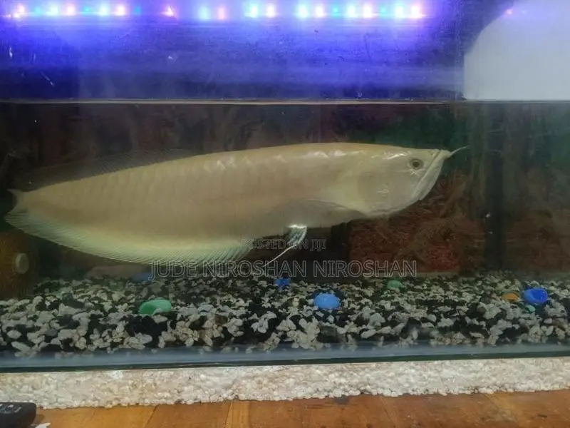 Lucky Fish