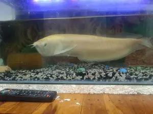 Lucky Fish