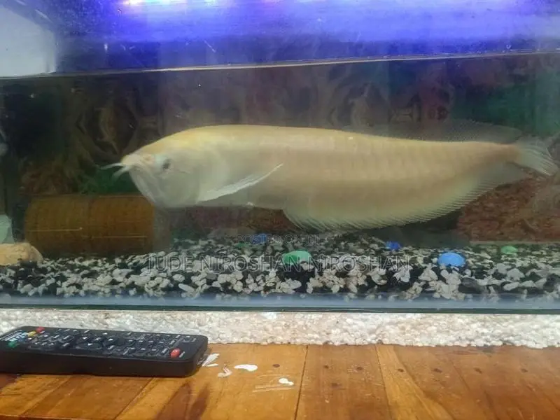 Lucky Fish