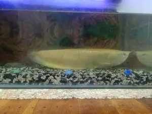 Lucky Fish